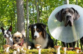 Strays Review SpicyPulp