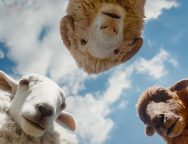 The Sheep Detectives Hugh Jackman Trailer SpicyPulp