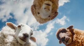 A mystery for the whole flock arrives with ‘The Sheep Detectives’