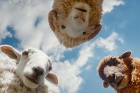 The Sheep Detectives Hugh Jackman Trailer SpicyPulp