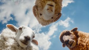 The Sheep Detectives Hugh Jackman Trailer SpicyPulp