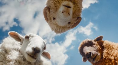 The Sheep Detectives Hugh Jackman Trailer SpicyPulp