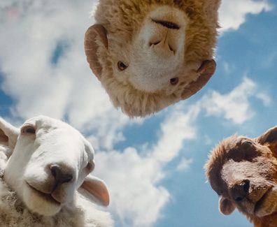The Sheep Detectives Hugh Jackman Trailer SpicyPulp