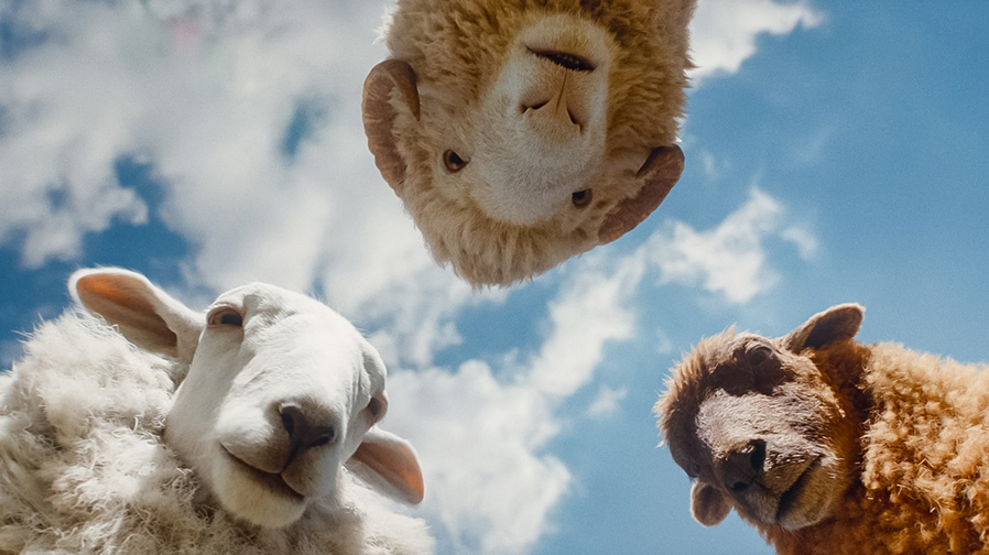 A mystery for the whole flock arrives with ‘The Sheep Detectives’