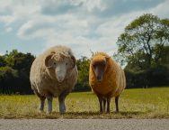 The Sheep Detectives Review SpicyPulp