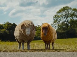 The Sheep Detectives Review SpicyPulp
