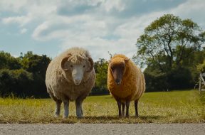 The Sheep Detectives Review SpicyPulp