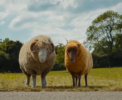 The Sheep Detectives Review SpicyPulp
