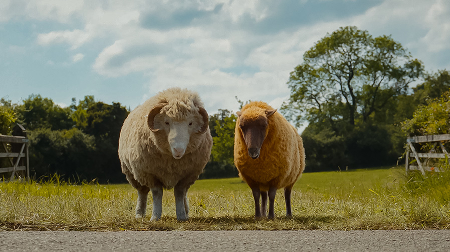 ‘The Sheep Detectives’ – Fleece, Lies & Alibis in the Year’s Most Delightfully Offbeat Woolly Whodunnit – Review