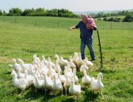 Clarksons Farm Season Five Review Prime Video SpicyPulp