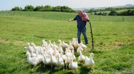 ‘Clarkson’s Farm’ Season Five – Diddly Squat Delivers Another Winning Harvest – Review
