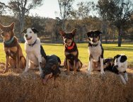 Muster Dogs NZ Sky TV SpicyPulp