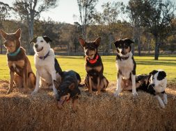 Muster Dogs NZ Sky TV SpicyPulp