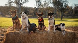 Who Will Raise New Zealand’s Next Champion Muster Dog? Sky Opens Casting for Heartwarming New Series