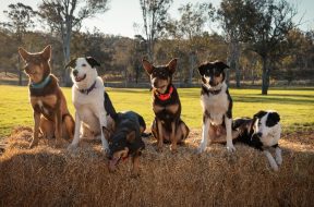 Muster Dogs NZ Sky TV SpicyPulp