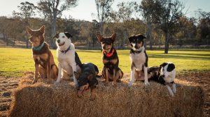 Muster Dogs NZ Sky TV SpicyPulp