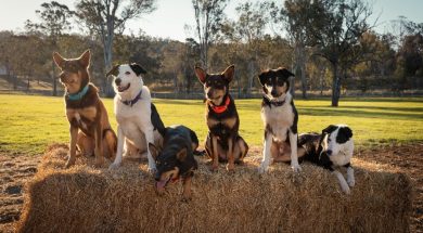 Muster Dogs NZ Sky TV SpicyPulp