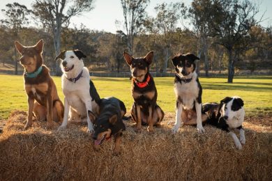 Muster Dogs NZ Sky TV SpicyPulp