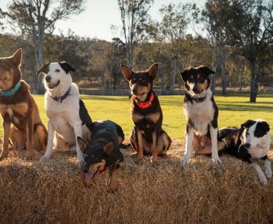 Muster Dogs NZ Sky TV SpicyPulp